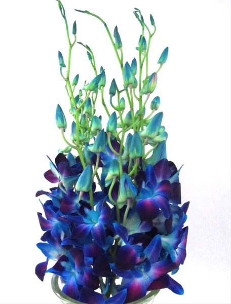 Dendrobium Galaxy Dyed Blue - Dendrobium - Orchids - Flowers by